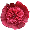 red hollyhock