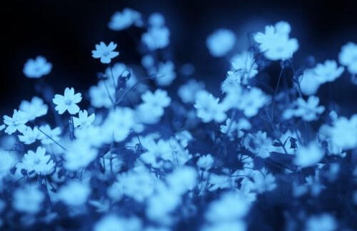 a blue monochrome banner of forget-me-nots